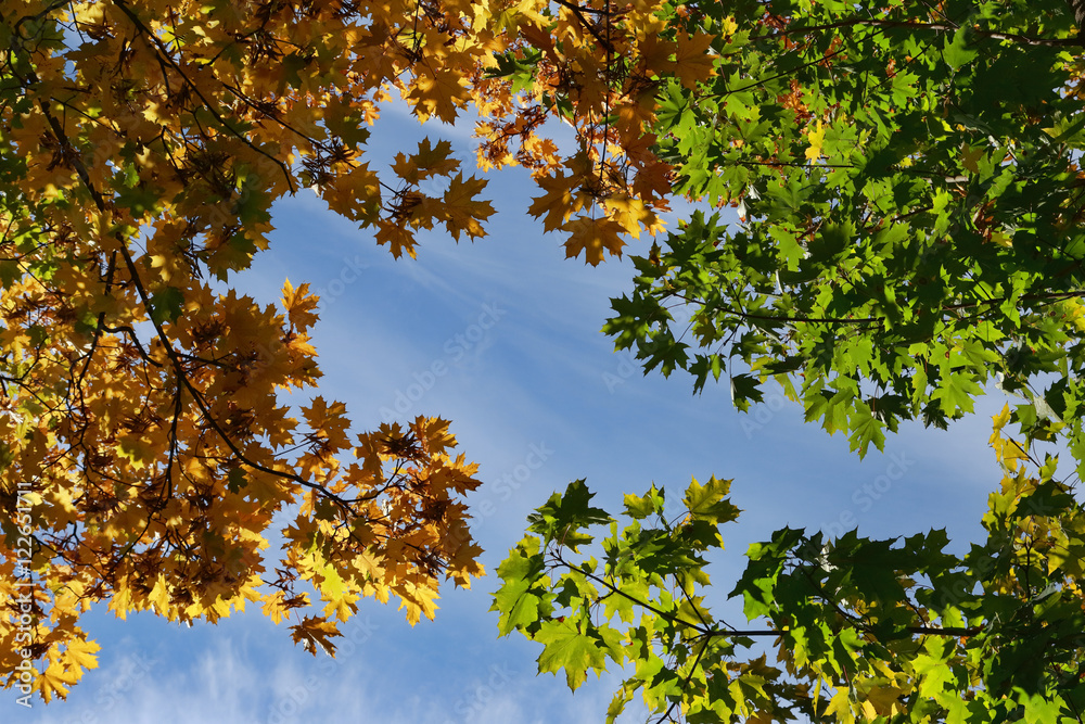 Autumnal leaves and sky. Multi color autumn leaves of maple against blue sky. Autumnal leaves and sky. Multi color autumn leaves of maple against blue sky.