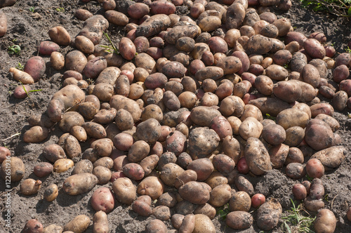 Excavated and collected the potatoes lying on the ground.