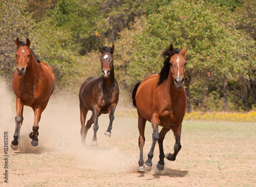 Three Arabian horses racing in the pasture, running towards the viewer