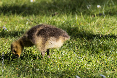 Gänseküken photo