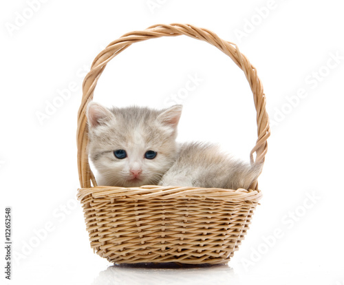 small cute kitten sitting in a basket, close-up, studio shot © Евгений Кожевников