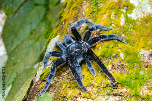 Selenocosmia javanensis tarantula spider on a tree