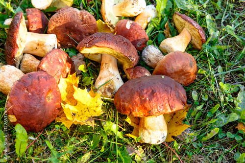 Porcini mushrooms lying on the grass