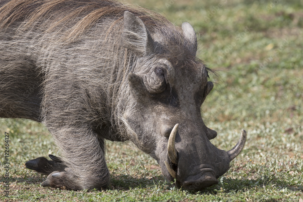 Warthog eating grass Warthog eating grass
