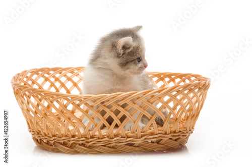 small cute kitten sitting in a basket, close-up, studio shot © Евгений Кожевников