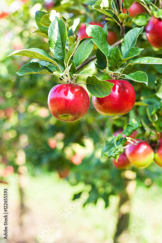 Red apples