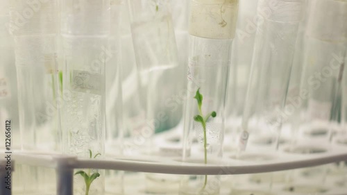 Plant tissue culture in tubes at laboratory