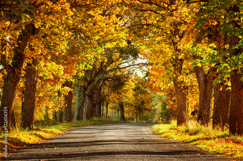 asphalt road with beautiful trees on the sides in autumn © candy1812
