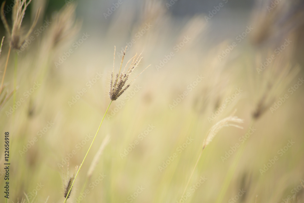 Fototapeta premium Grass or Swollen finger with blur and shallow depth of field for background