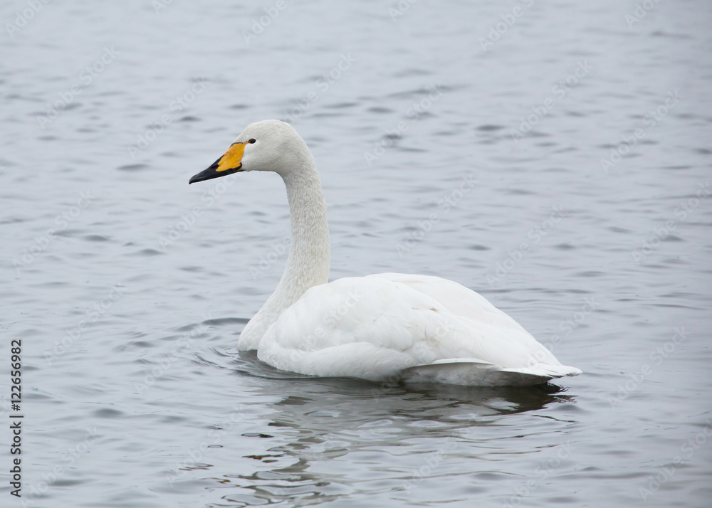Whooper swan (Cygnus cygnus) swimming in a lake a cold winter day in January. Whooper swan (Cygnus cygnus) swimming in a lake a cold winter day in January.