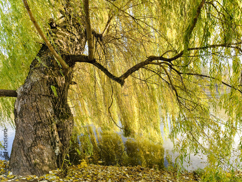 Weeping Willow, Stream, Uman', Ukraine photo