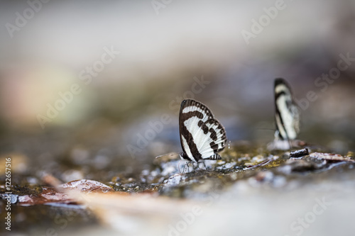 little butterflies on wet rock