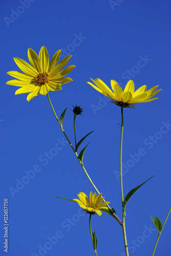 Marguerites jaunes dans le ciel bleu azur de l'été, Jardin des Plantes Paris