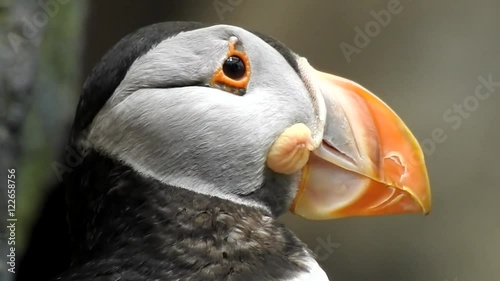 Atlantic Puffin Seabird In Wild