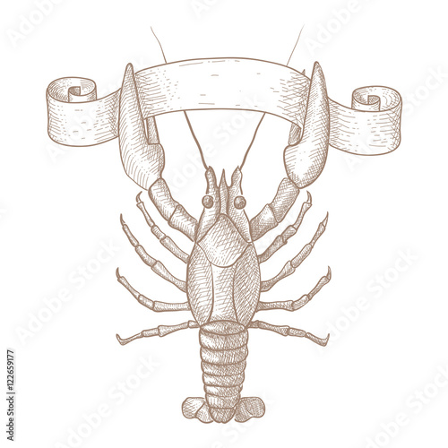 Lobster. Hand drawn sketch