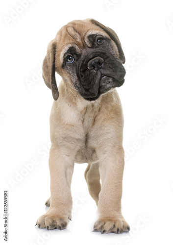 puppy bull mastiff