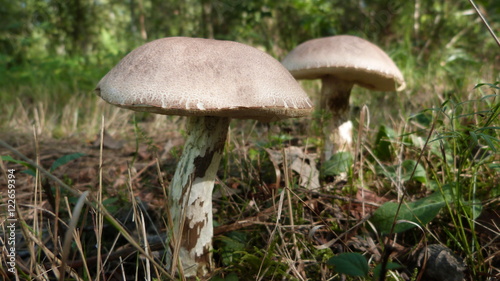 Un duo de saison