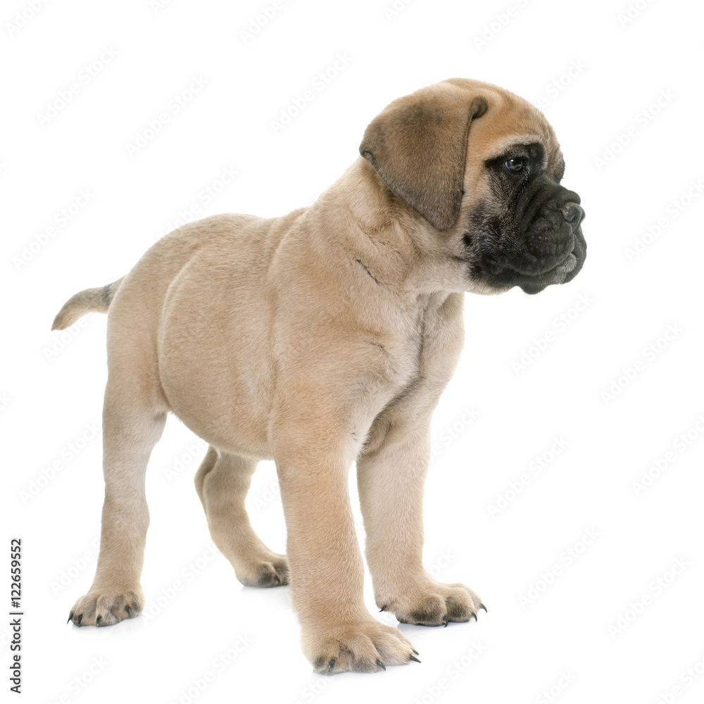 puppy bull mastiff