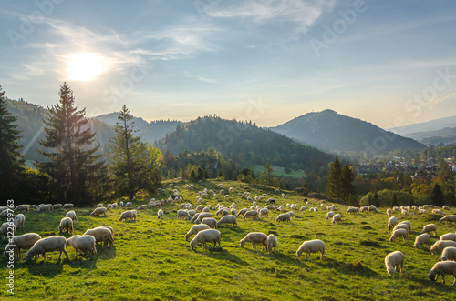 Wypas owiec w Pieninach -Jaworki photo