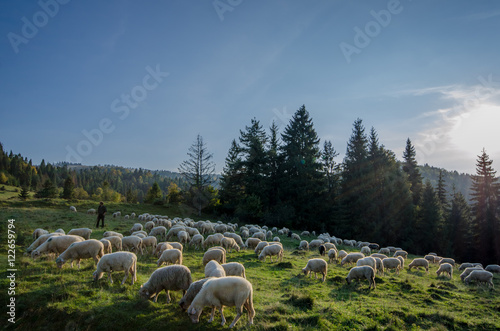 Wypas owiec w Pieninach -Jaworki photo