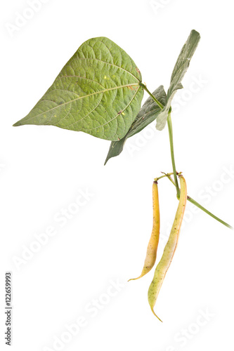 Branch of kidney bean with pods