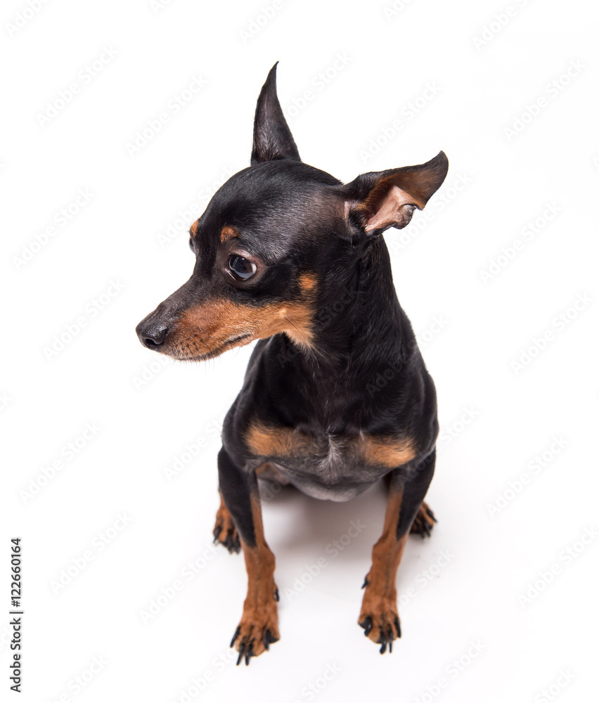 miniature-pinscher sitting against white background miniature-pinscher sitting against white background