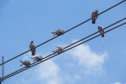 Pigeon On Electric Cable with cloud and blue sky, bird shit problem in the city concept