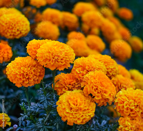 Marigolds close up