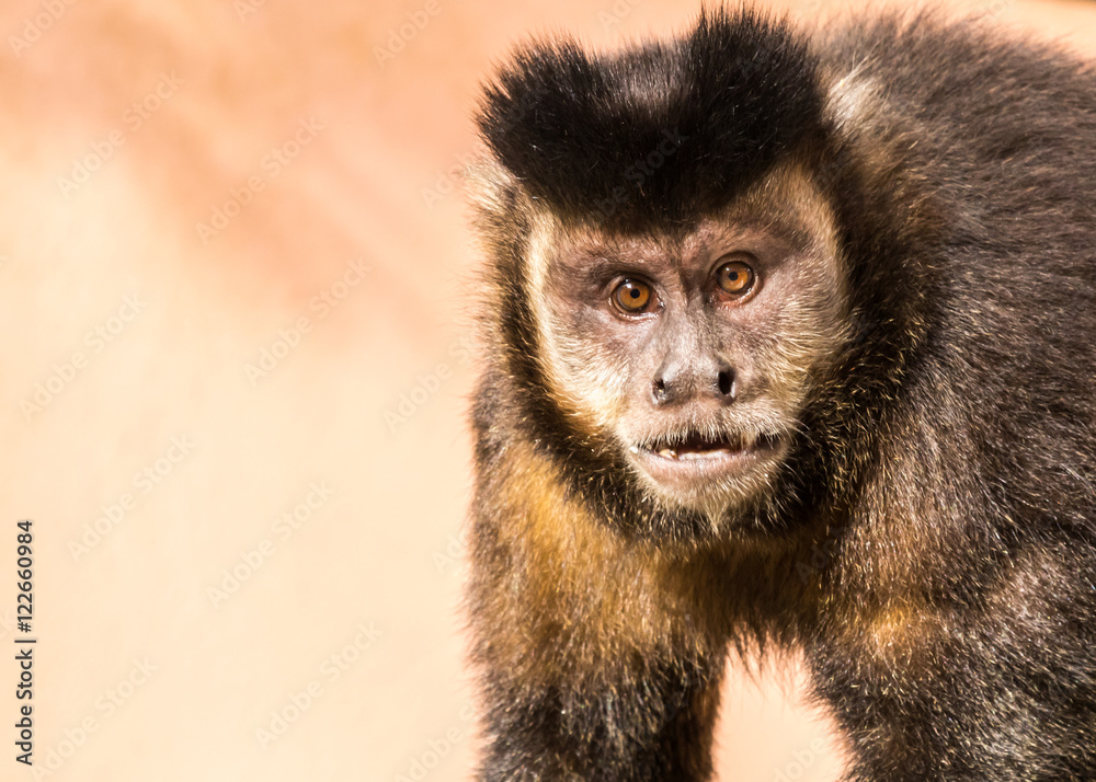 Obraz premium Macaco-prego.