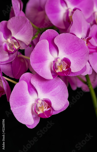 Orchid or Orchidaceae