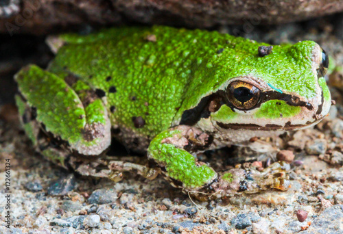 Green Frog