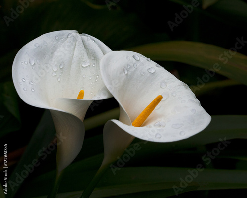 Two Lillies