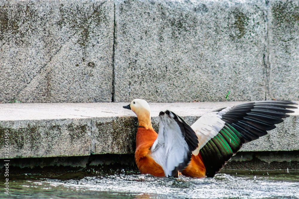 Fototapeta premium Duck beating against the wall