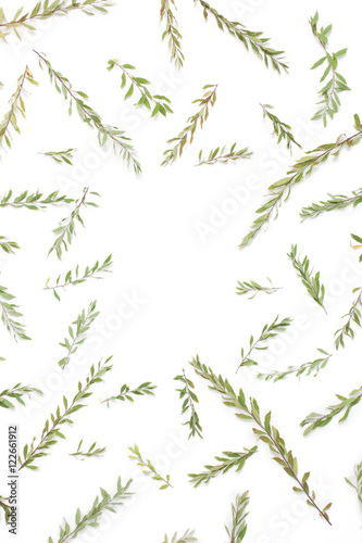 Frame with branches, leaves and petals isolated on white