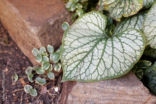 Brunera green leaf on the sandstone.