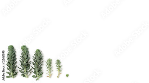 Pattern of blue succulent plants  spurge  isolated on white