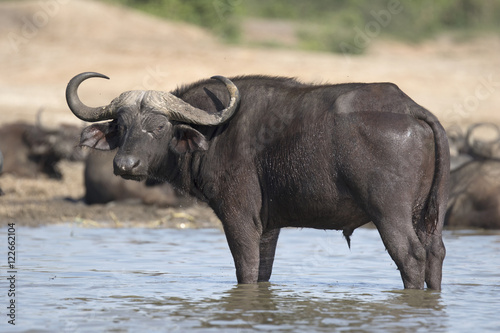 Portrait of african cape buffalo