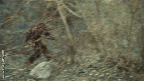 Old Bigfoot Sighting