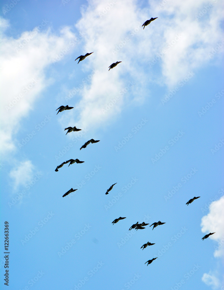Beautiful Sky With A Flock Of Birds Flying In The Clouds Beautiful Sky With A Flock Of Birds Flying In The Clouds