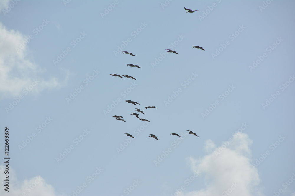 Flock of Birds Flying In The Blue Sky With Clouds