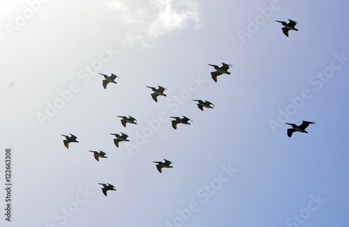 silhouette of birds flying in the air in a migration formation