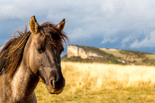 Horse 2 © Alexandre