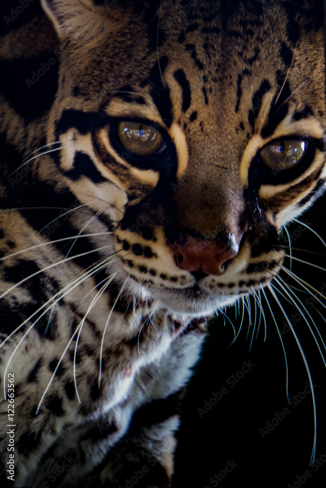 Naklejka premium Ocelot