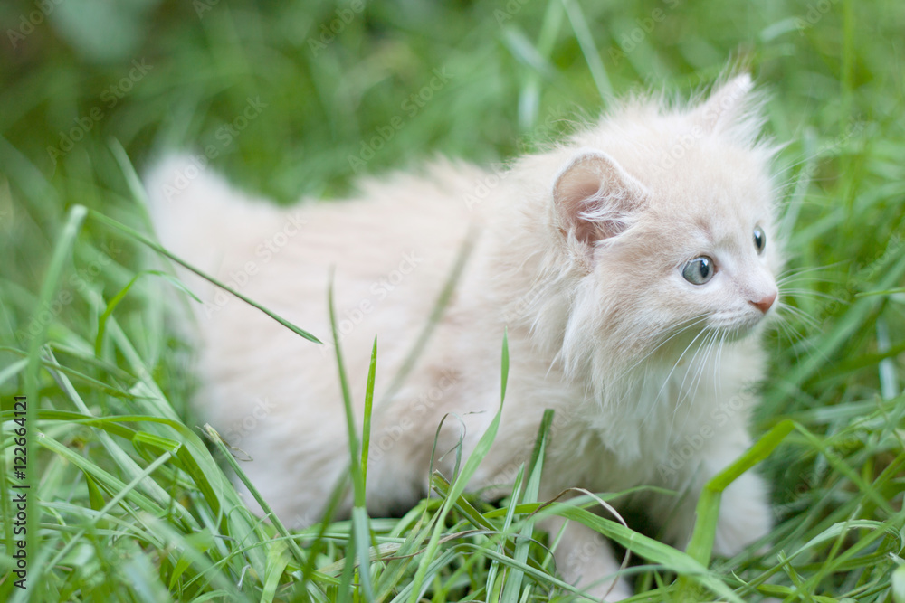 kitten walks in the grass
