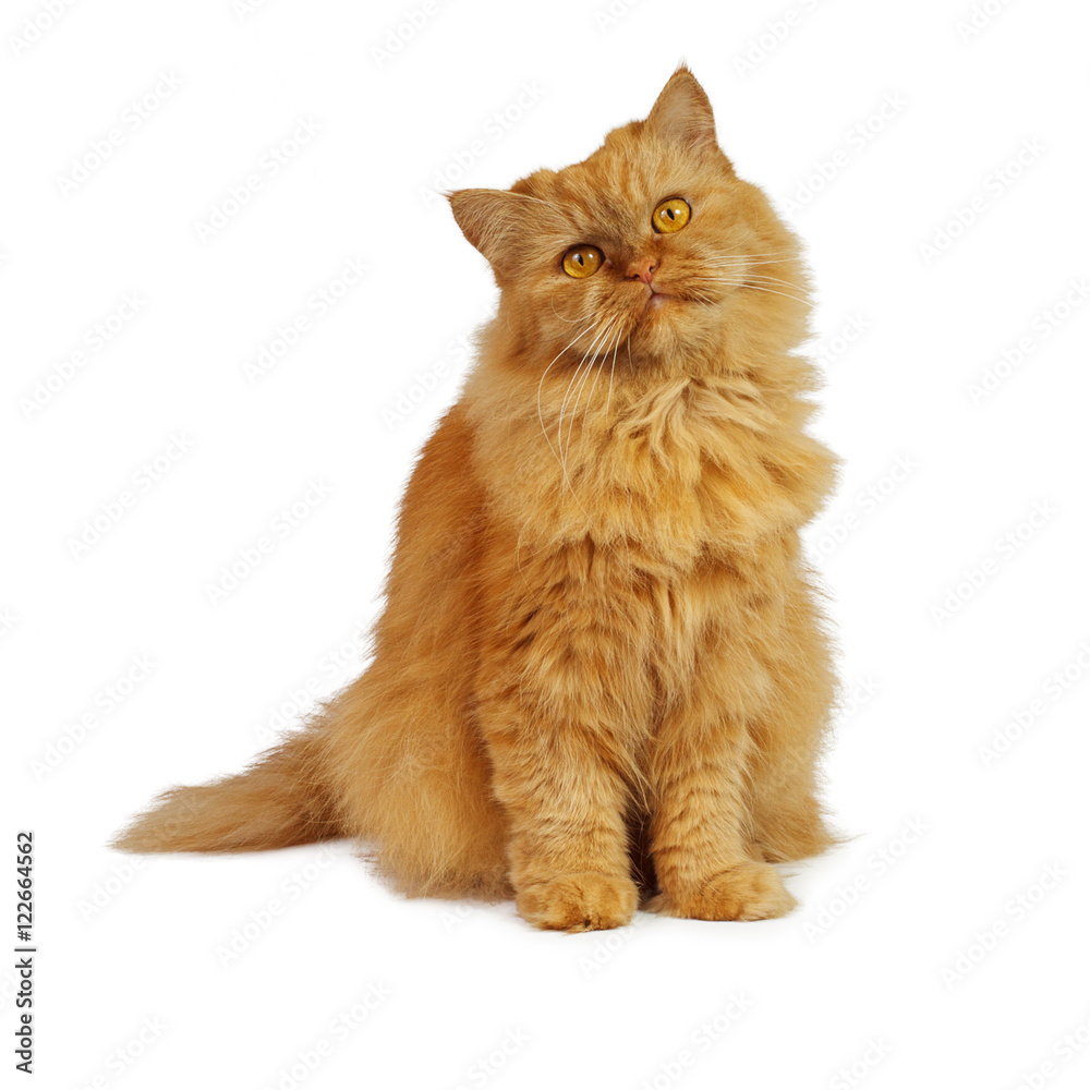 red cat on a white background red cat on a white background