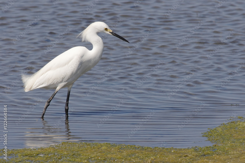 Obraz premium Snowy Egret (Egretta thula)