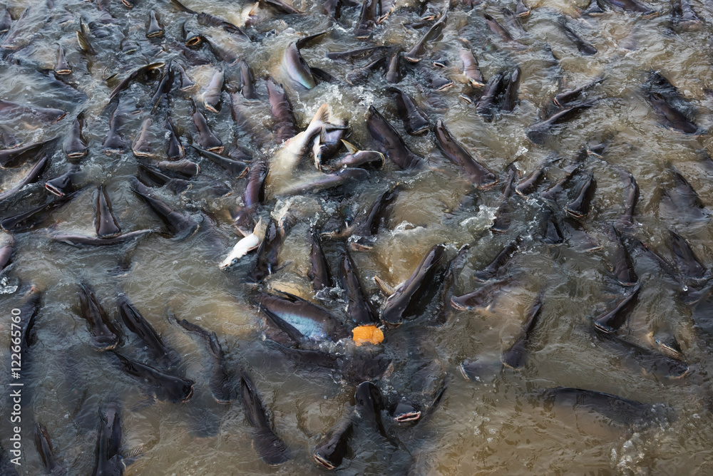 feed bread to fish in Thai temple
