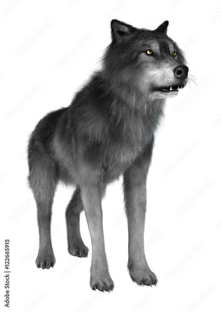 Fototapeta premium 3D Rendering Gray Wolf on White