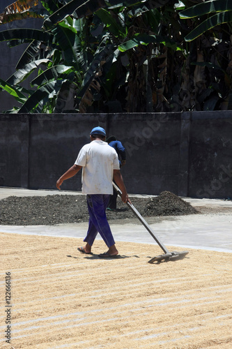 Farmer/Worker sun drying seeds/grain on concrete hard standing with rake in Bali, Indonesia