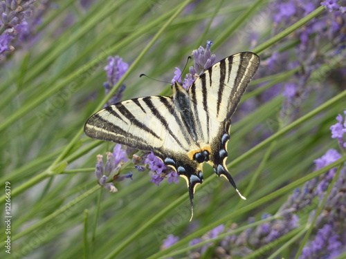 papillon 